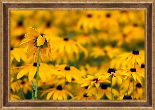 Картина в раме - Эхинацея