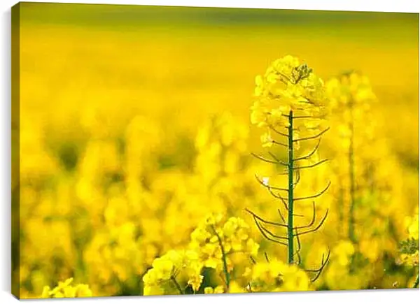 Постер на подрамнике - Цветок рапса