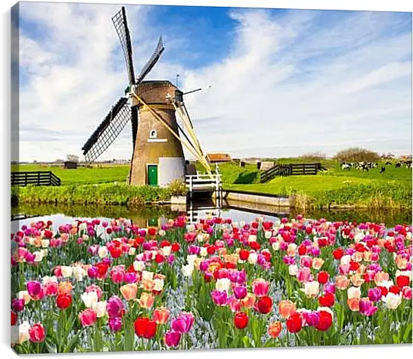 Постер на подрамнике - Тюльпаны. Мельница. Цветы.