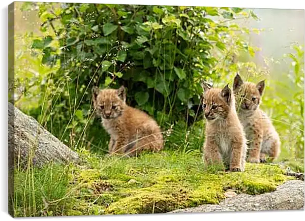 Постер на подрамнике - Рыси