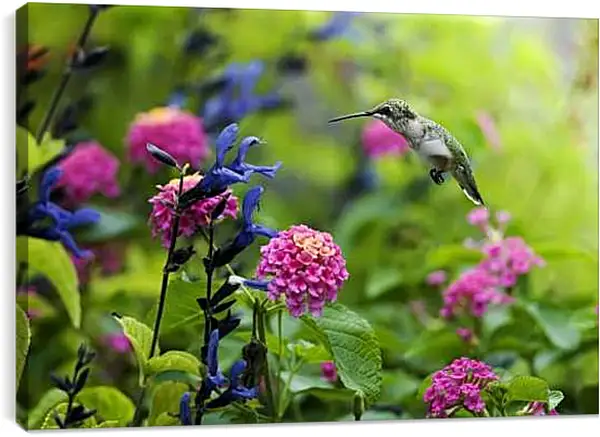 Постер на подрамнике - Колибри