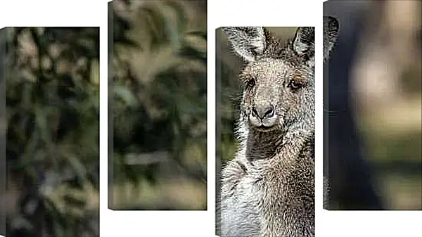 Модульная картина - Кенгуру