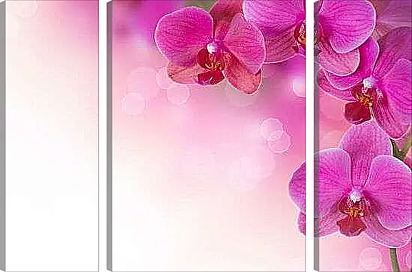 Модульная картина - Розовые орхидеи