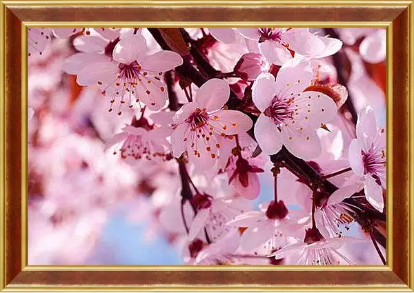 Картина в раме - Вишня весной