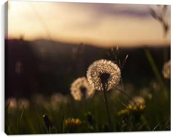 Постер на подрамнике - Одуванчики на закате