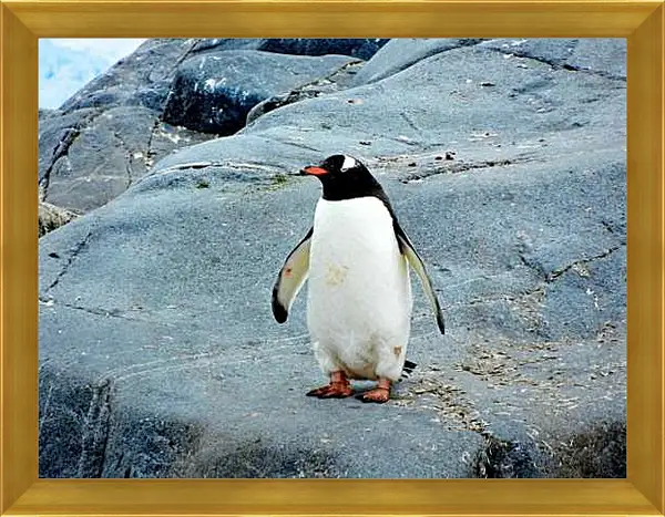 Картина в раме - Пингвин с красным клювом