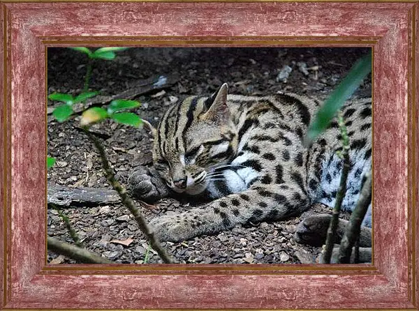 Картина в раме - Дикая кошка