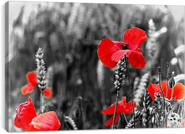 Постер на подрамнике - Маки на черно-белом фоне