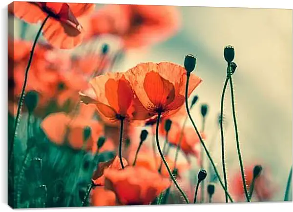 Постер на подрамнике - Маки