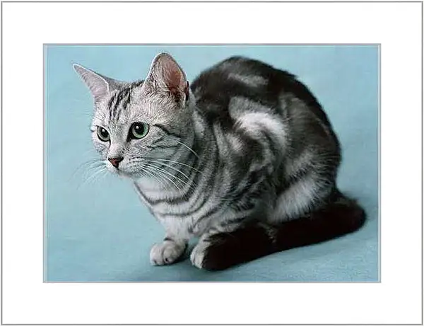 Картина в раме - Кошки