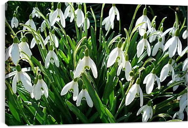 Постер на подрамнике - Весна