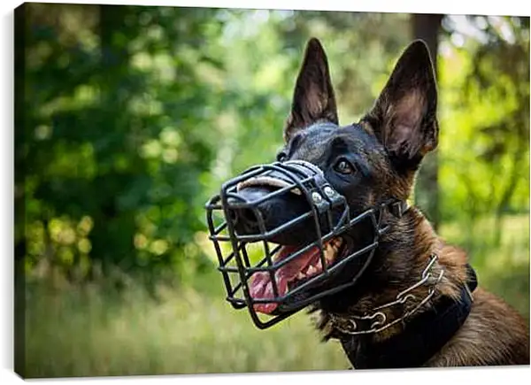 Постер на подрамнике - Овчарка в наморднике