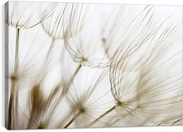 Постер на подрамнике - Одуванчики