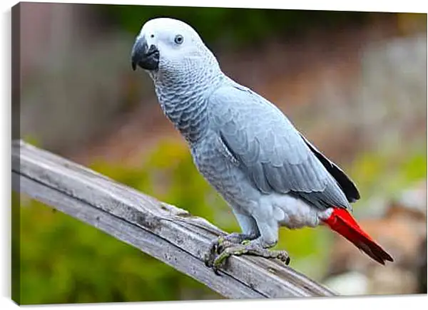 Постер на подрамнике - Большой серый попугай