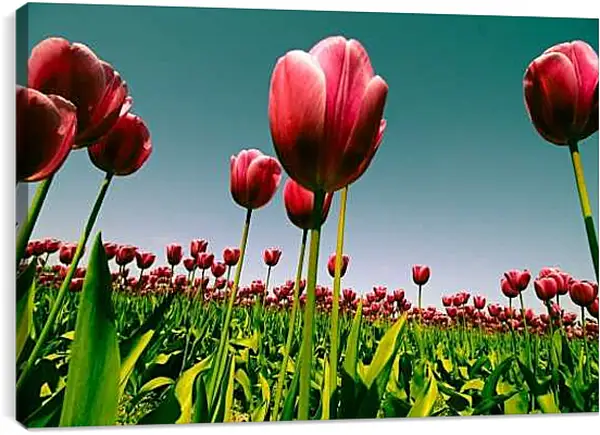 Постер на подрамнике - Плантация тюльпанов. Цветы.
