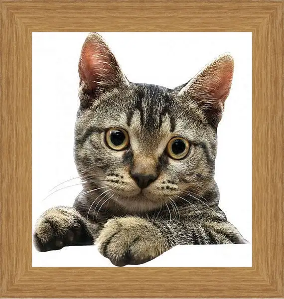 Картина в раме - Котенок