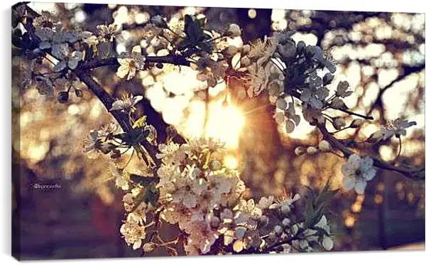 Постер на подрамнике - Цветущая вишня в закате