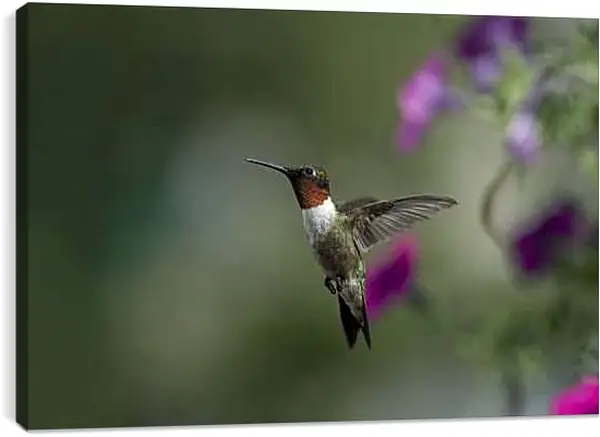 Постер на подрамнике - Колибри