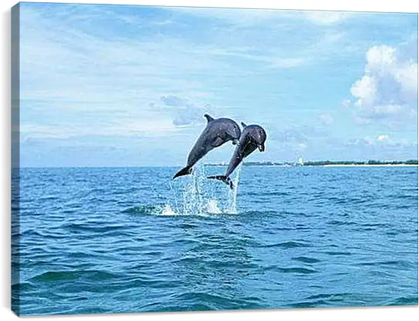 Постер на подрамнике - Дельфины