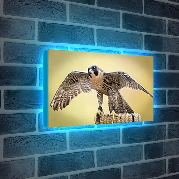 Лайтбокс световая панель - Сокол с расправленными крыльями