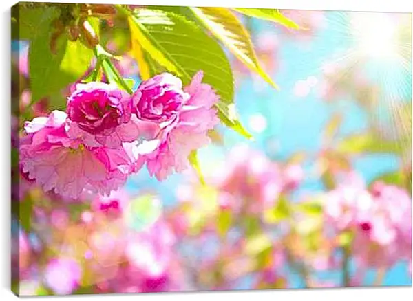 Постер на подрамнике - Розовые цветы и солнце