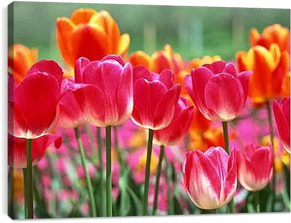 Постер на подрамнике - Тюльпаны
