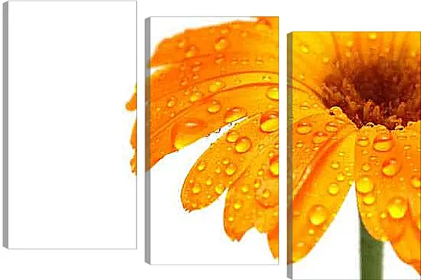 Модульная картина - Оранжевый цветок в каплях росы