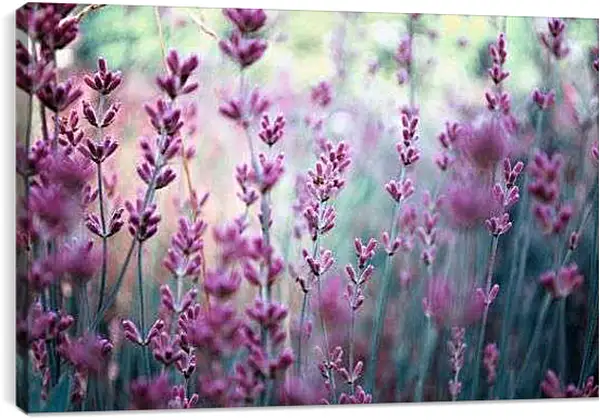 Постер на подрамнике - Лаванда