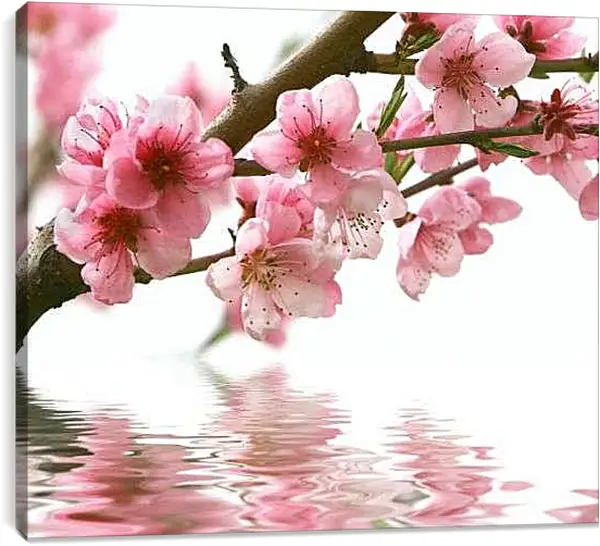 Постер на подрамнике - Сакура над водой