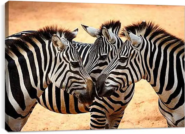 Постер на подрамнике - Зебры