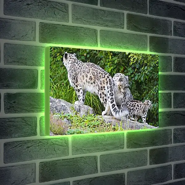 Лайтбокс световая панель - leopard - Барс