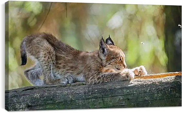 Постер на подрамнике - Рысь