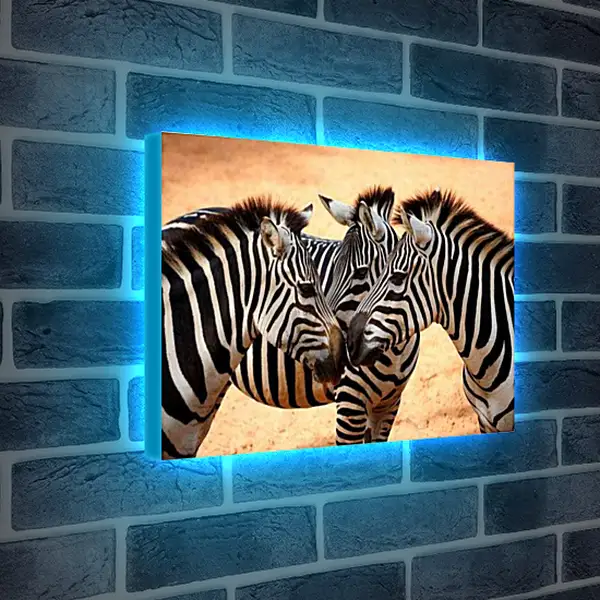Лайтбокс световая панель - Зебры