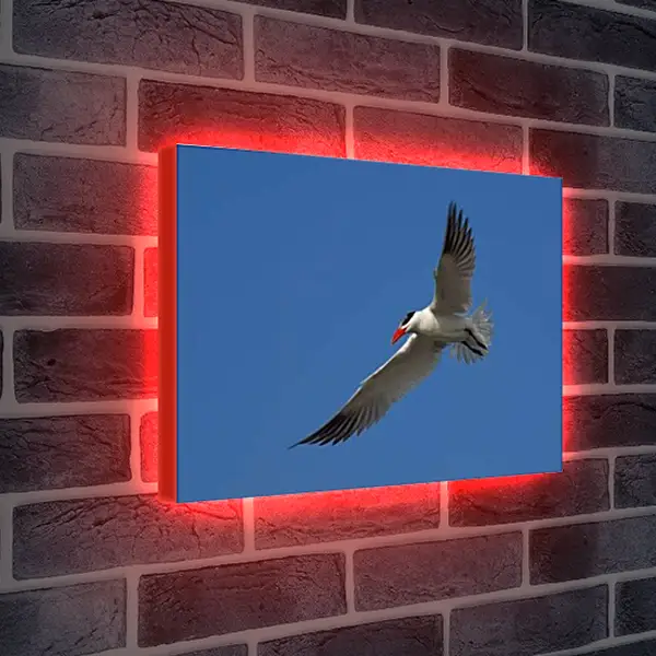 Лайтбокс световая панель - Чайка