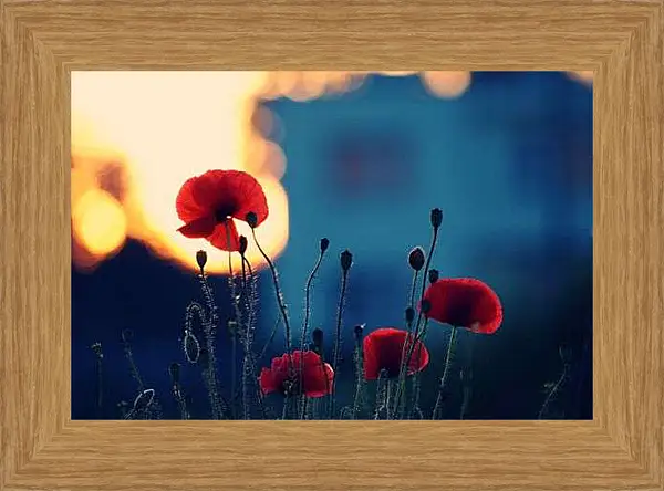 Картина в раме - Вечерние маки