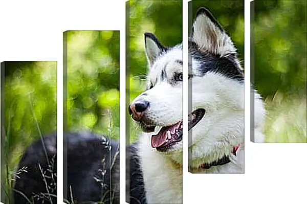 Модульная картина - Лайка