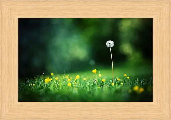 Картина в раме - Одинокий белый одуванчик на поляне