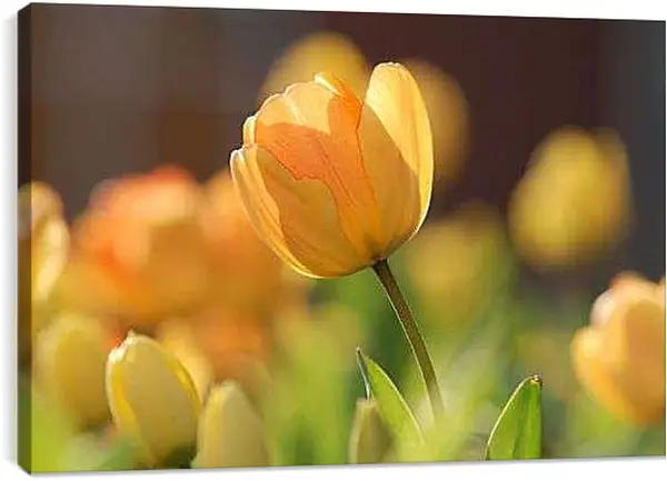 Постер на подрамнике - Оранжевые тюльпаны