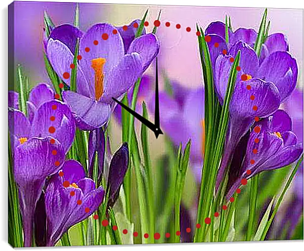 Часы картина - Крокусы