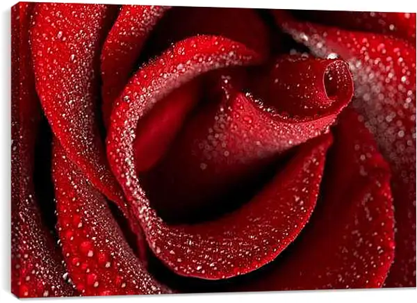 Постер на подрамнике - Роза