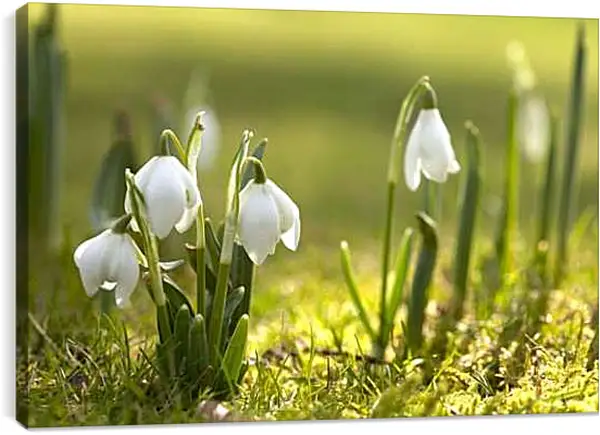 Постер на подрамнике - Подснежники