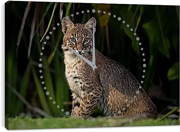 Часы картина - Рысь