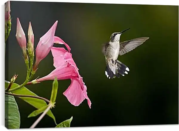 Постер на подрамнике - Колибри