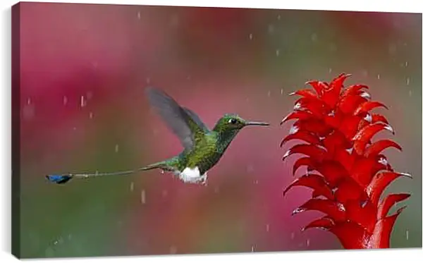 Постер на подрамнике - Колибри