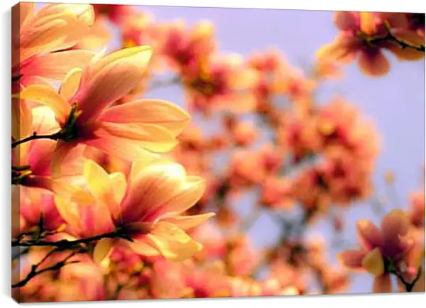 Постер на подрамнике - Оранжевая магнолия