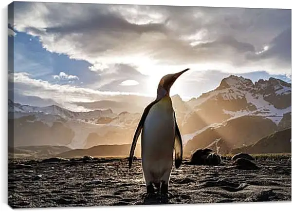 Постер на подрамнике - Пингвин на фоне солнца