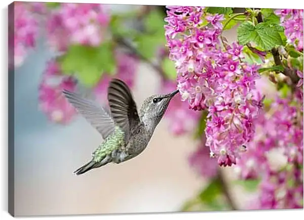 Постер на подрамнике - Колибри