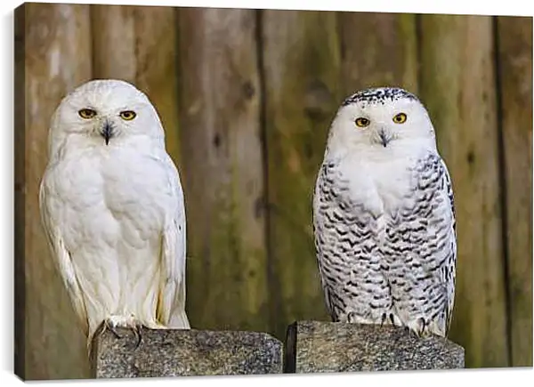 Постер на подрамнике - Две совы