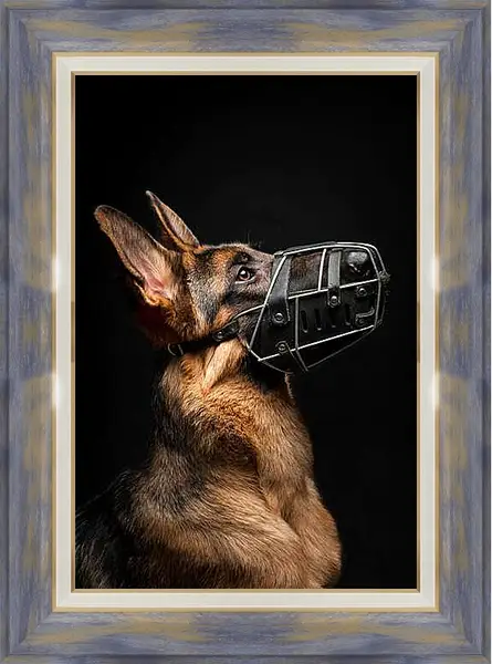 Картина в раме - Портрет собаки на черном фоне в студии