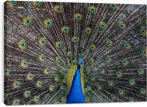 Постер на подрамнике - Павлин с распущенным хвостом